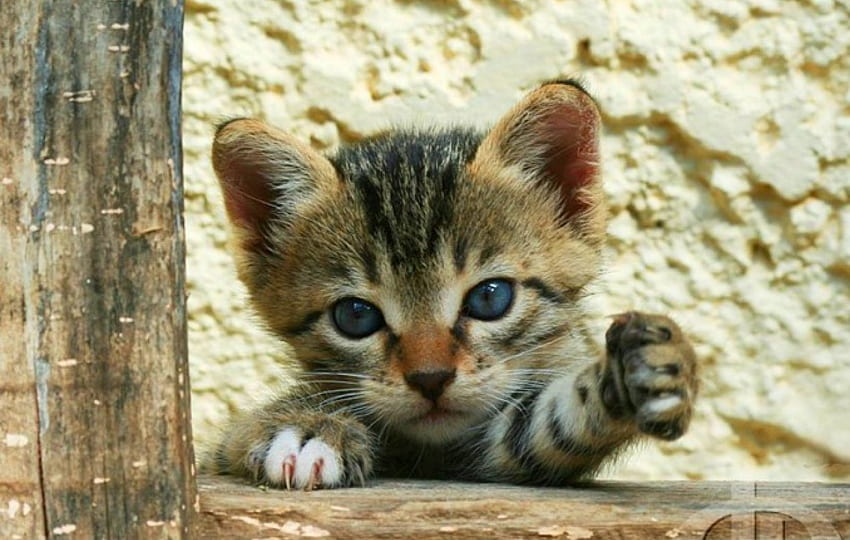 Give me five !, kitten, friendly, cute, cat, small, animals, adorable, friend, lovely, five HD wallpaper