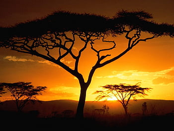 African Landscape Scene Of Safari Animal Savannah Silhouette Sunset  Background Stock Photo  Download Image Now  iStock