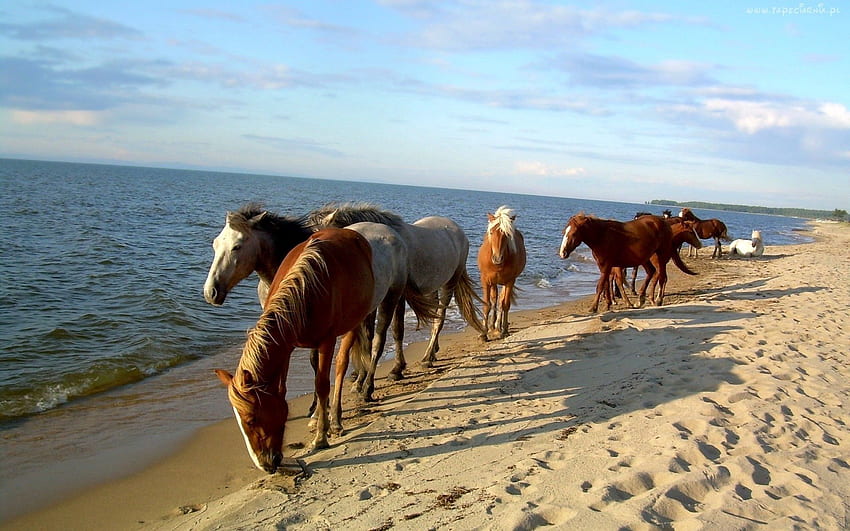 Zwierzęta, konie, morze, piasek, brzeg, bank, stado Tapeta HD