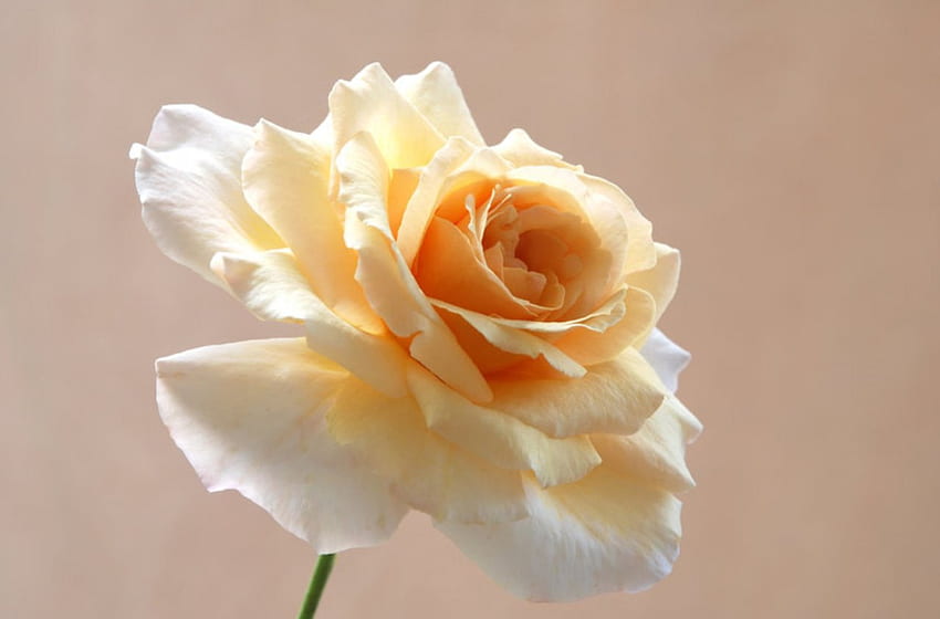 Butterscotch Rose, rose, summer, bloom, yellow HD wallpaper
