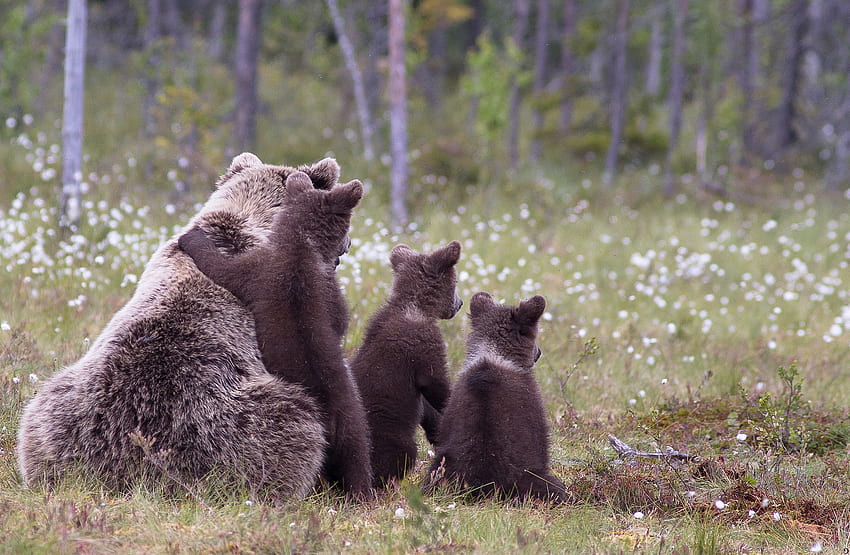 Zwierzęta, trawa, niedźwiedzie, młode, rodzina, młode Tapeta HD