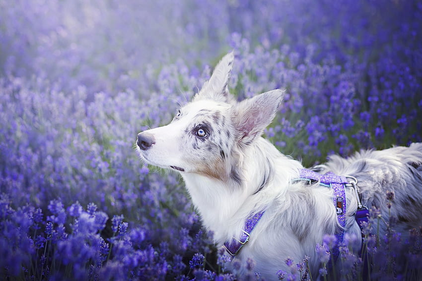 Chiot, chien, blanc, yeux bleus, mignon, beauté, violet, ciri, fleur, lavande, berger australien, caine Fond d'écran HD
