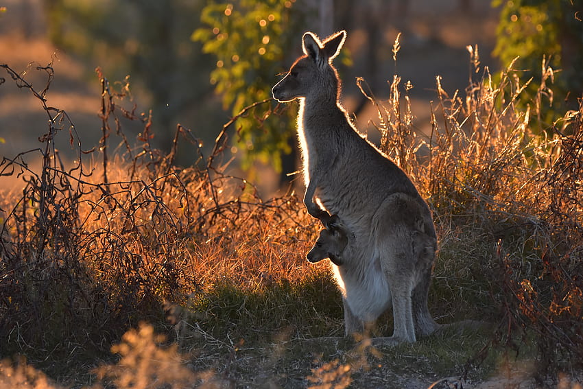 Kanguru Dengan Joey, australia, joey, kanguru, marsupial Wallpaper HD