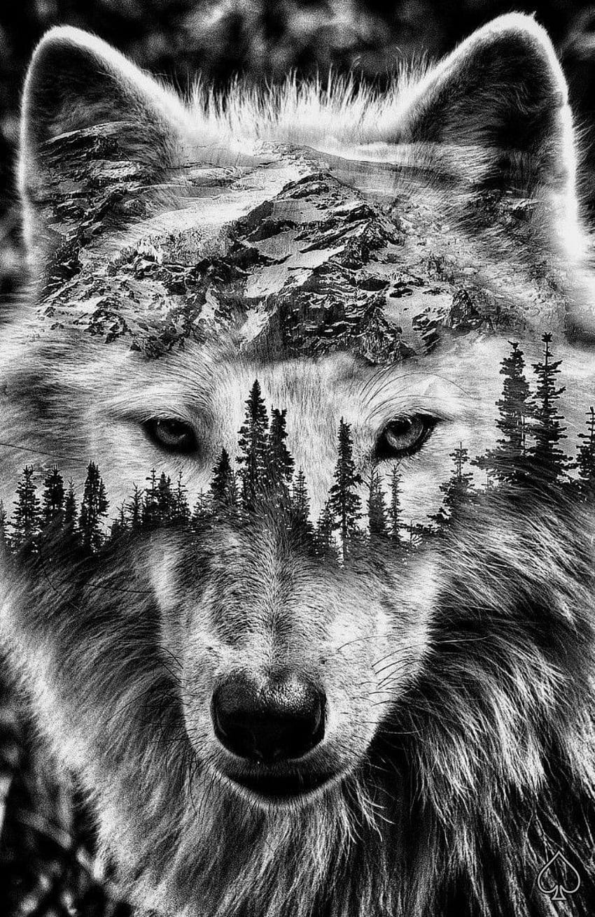 Wolfie บน Twitter รอยสักหมาป่า รอยสักหมาป่า รอยสักหมาป่า สำหรับผู้หญิง วอลล์เปเปอร์โทรศัพท์ HD