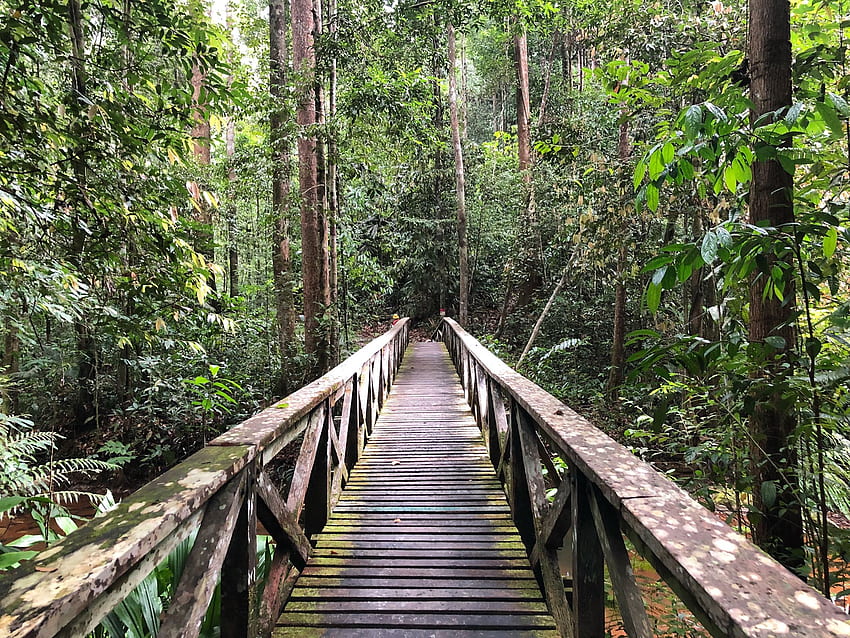 Sarawak Borneo Orman Köprüsü Yürümek Eski Büyüme Ormanı HD duvar kağıdı