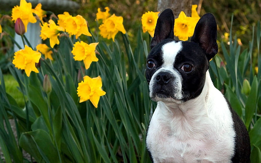 Tiere, Blumen, Narzissen, Hund, Schnauze, Bulldogge HD-Hintergrundbild
