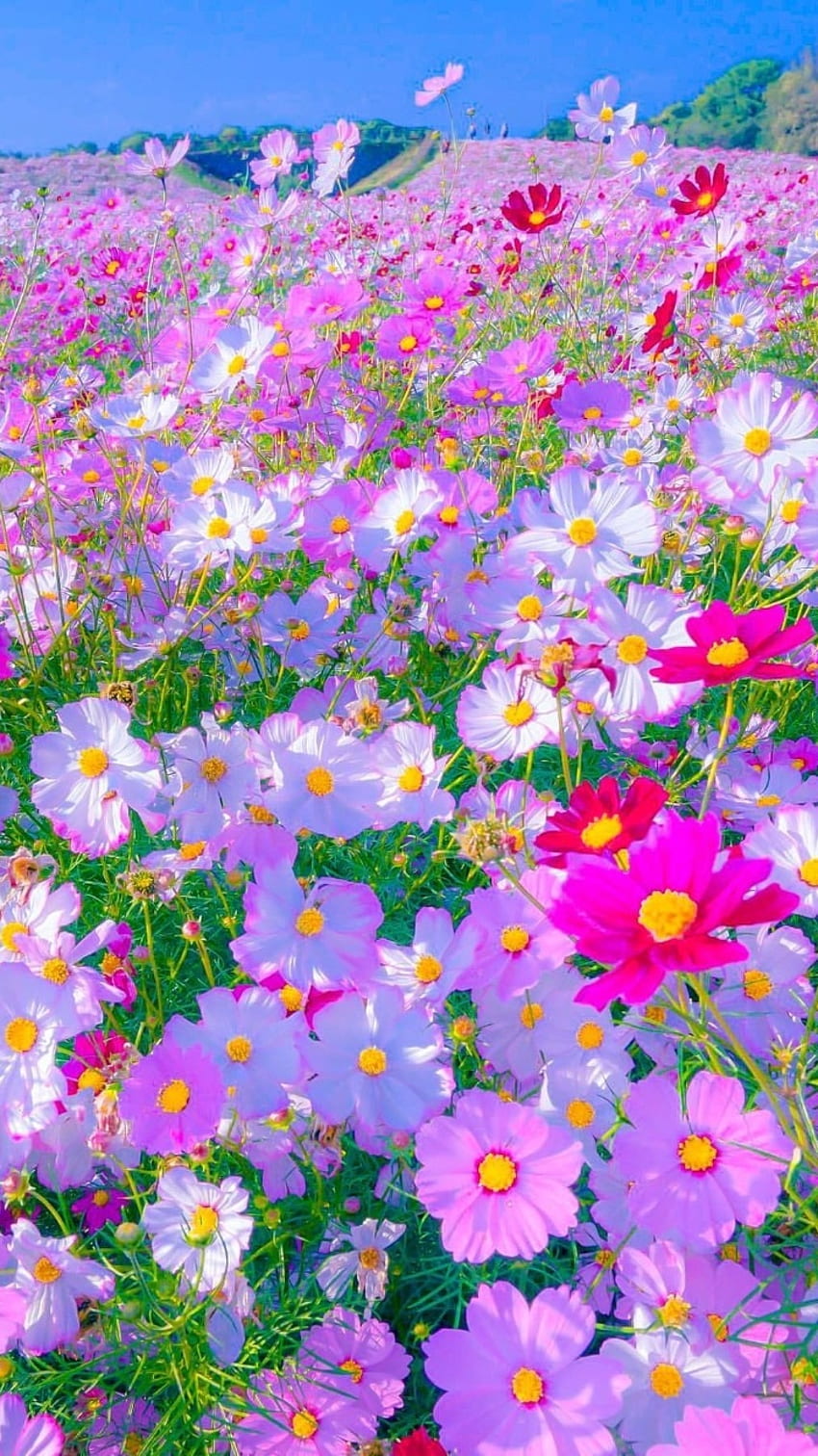 Красиви цветя, градина HD тапет за телефон