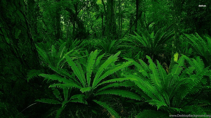 Ferns Nature Background HD wallpaper