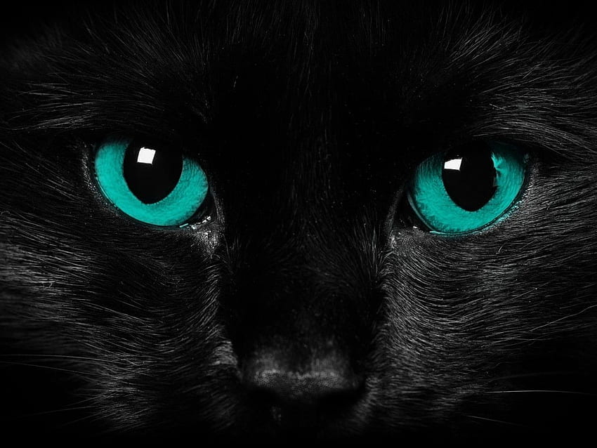 página de inicio gato negro ojos azules. Gato, Gato con ojos azules, Gatos hermosos, Gato de ojos azules fondo de pantalla