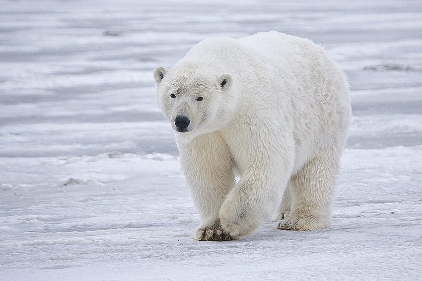 Beruang kutub, satwa liar, beruang, kutub, alaska, arktik Wallpaper HD