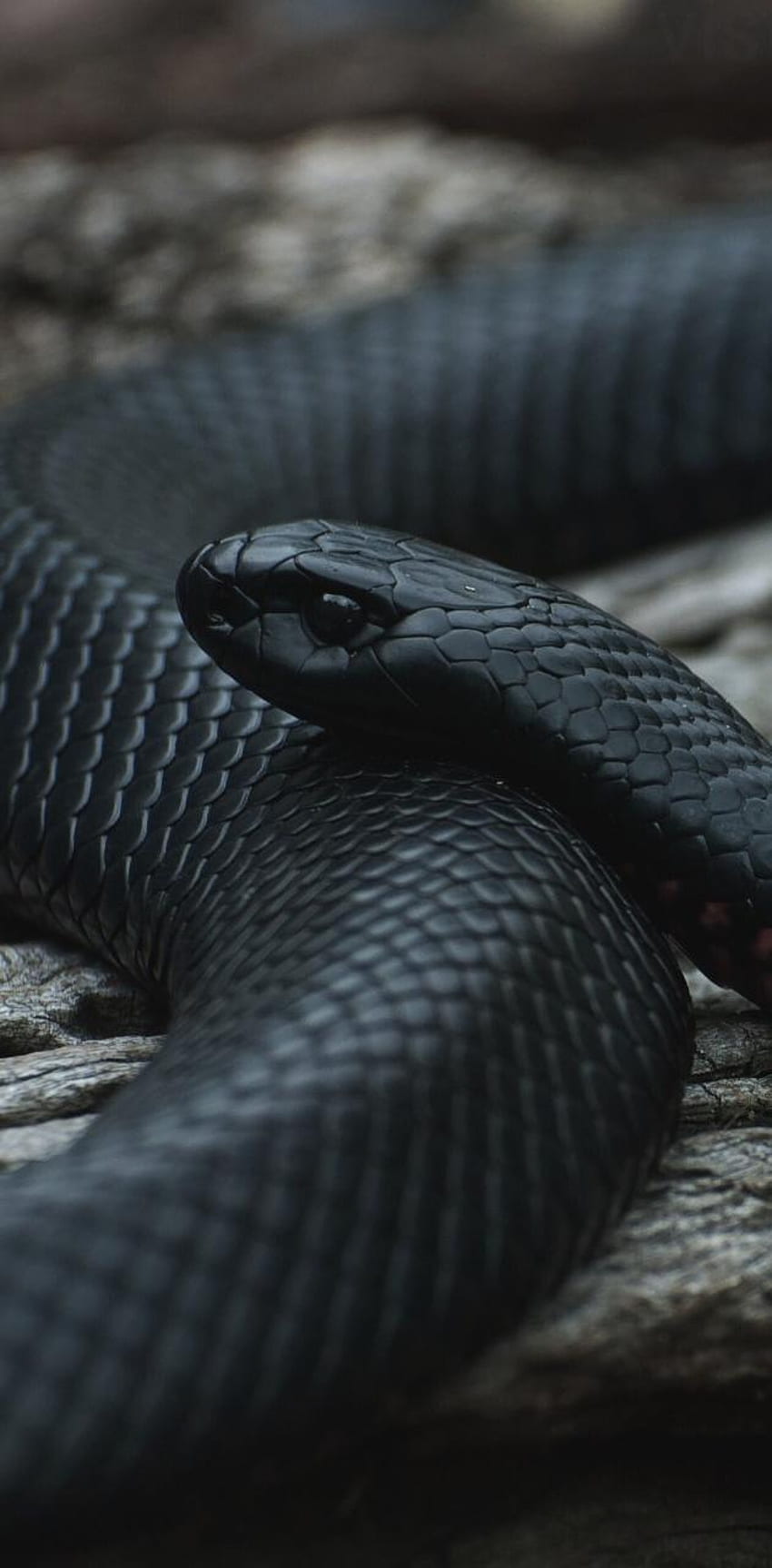 Black snake, Viper Snake iPhone HD phone wallpaper