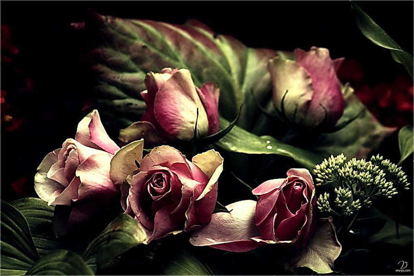Roses royales, bouquet, feuilles vertes, roses, fond noir, couleur crème et rose Fond d'écran HD