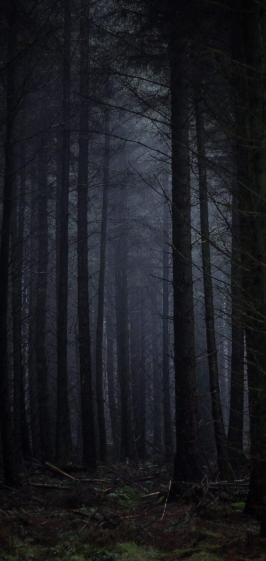 Hutan Gelap, Kabut, Menakutkan, Pepohonan untuk Samsung Galaxy Note Plus & S10 Plus wallpaper ponsel HD