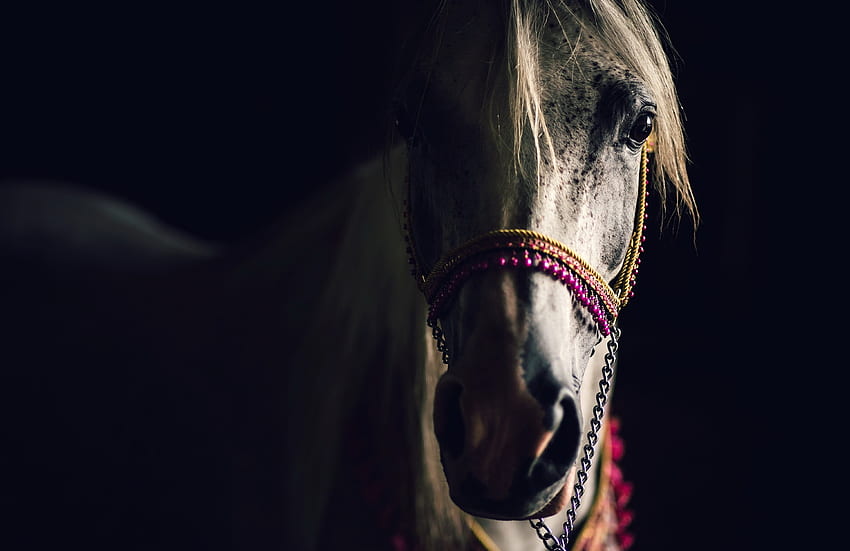 Koń, zwierzę, różowy, czarny, głowa, cal Tapeta HD