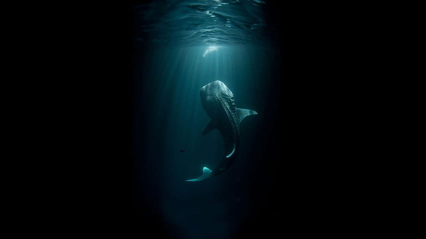 Син кит, животни, акула, дигитално изкуство, китова акула, под вода • За вас за & Mobile HD тапет