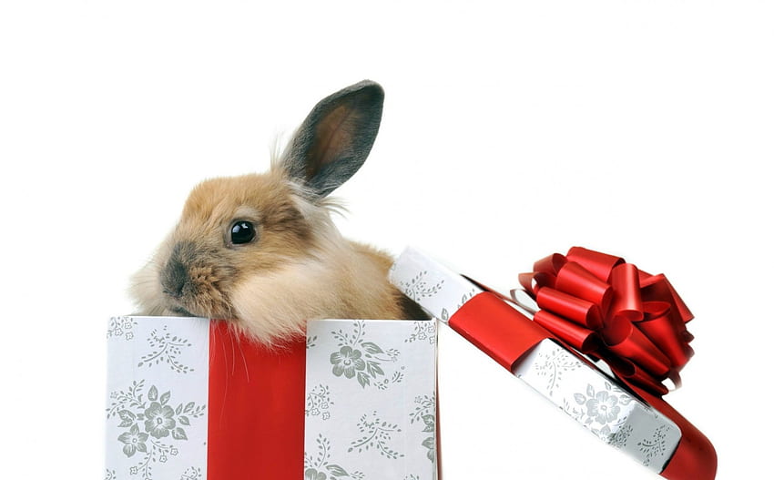 Surprise!, animal, white, craciun, pasti, cute, gift, bunny, valentine, box, iepuras, christmas, red, easter, bow HD wallpaper