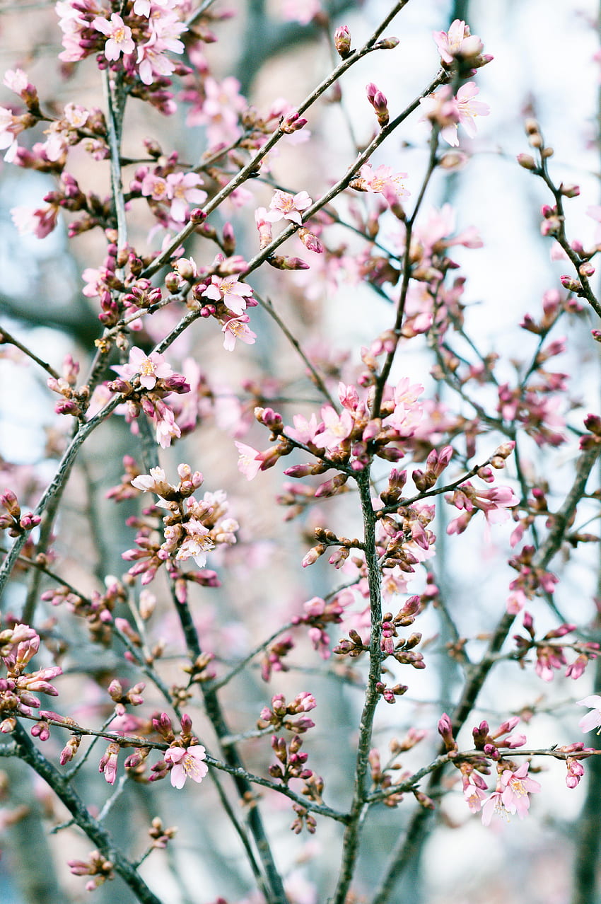 Flowers, Pink, Petals, Bloom, Flowering, Spring HD phone wallpaper
