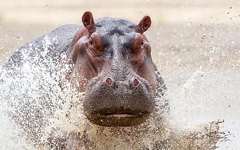 Hippo Wallpapers - Wallpaper Cave