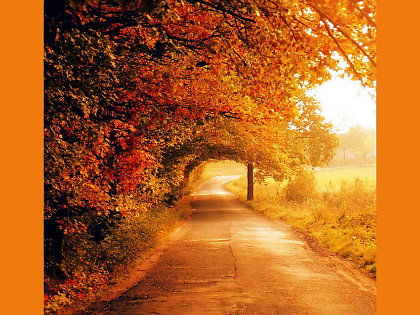 Fiery arches, sunlight, field, red, trees, autumn, road, orange, gold HD wallpaper