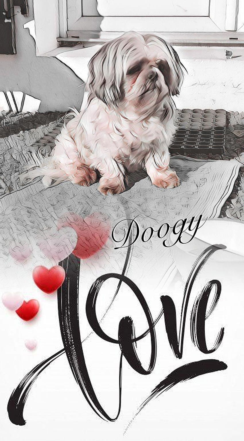Doogy love, shi-tzu, chien HD phone wallpaper