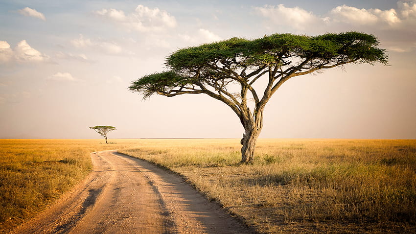 Sand Path Between Grass Field Tree Under White Clouds Blue Sky Nature HD wallpaper