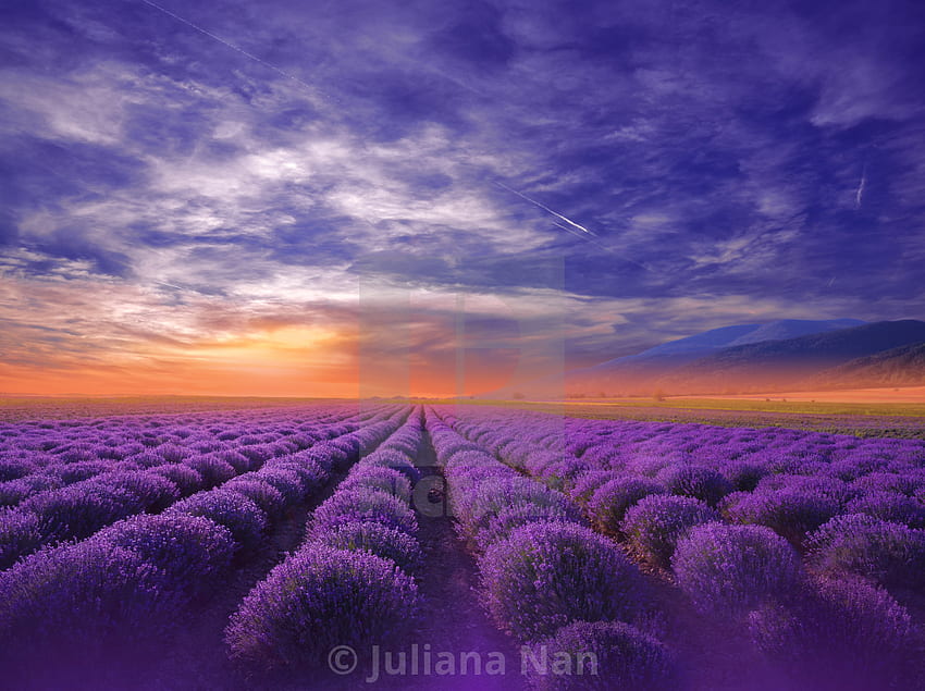 Schöner ruhiger Naturhintergrund. Erstaunliche Lavendelblumen. Blühendes Lavendelfeld bei Sonnenuntergang. - Lizenz oder Ausdruck für 25,00 £. HD-Hintergrundbild