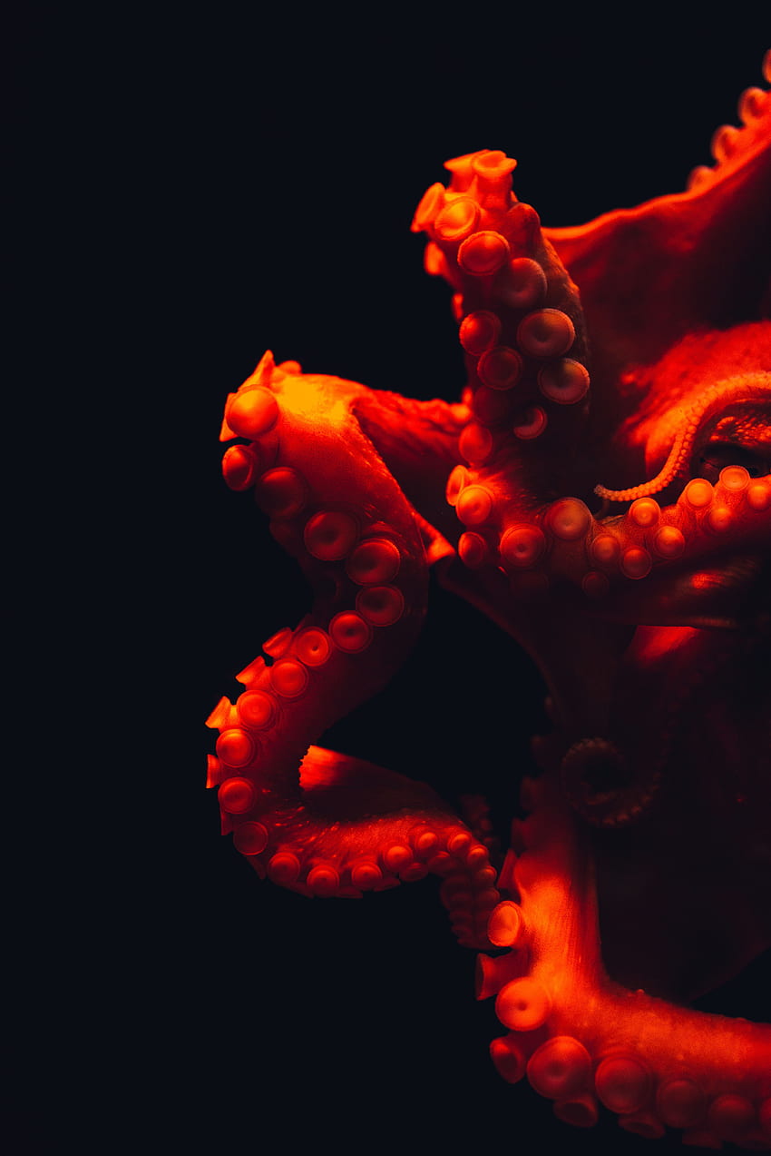 Octopus, Macro, Underwater World, หนวด วอลล์เปเปอร์โทรศัพท์ HD