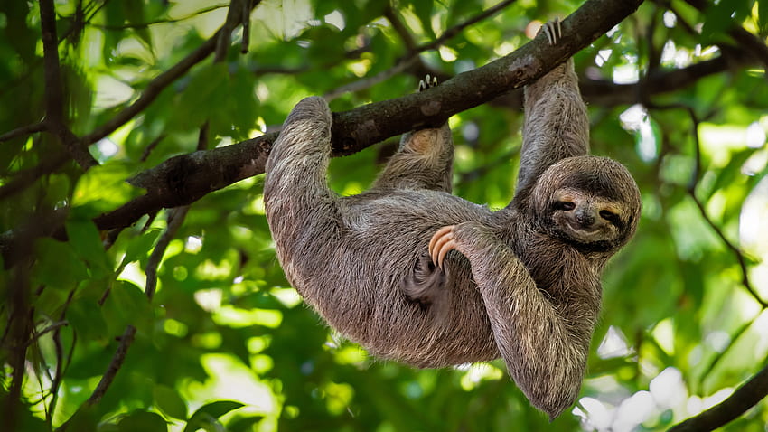 Sloth Brown Throated Three Toed, animal, primate, sloth, tree HD wallpaper