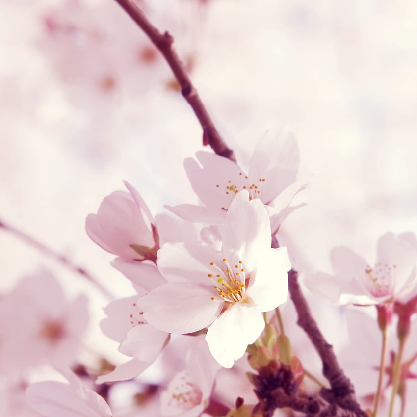 Peach Blossom - & Background HD phone wallpaper
