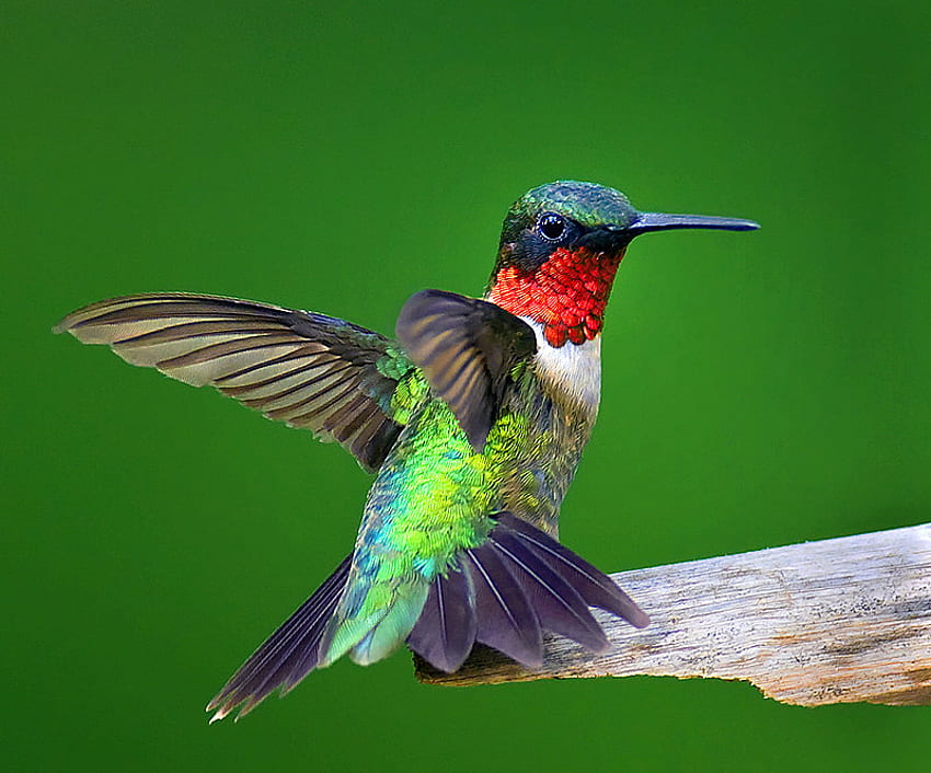color bird, animal, bird, color, beauty HD wallpaper