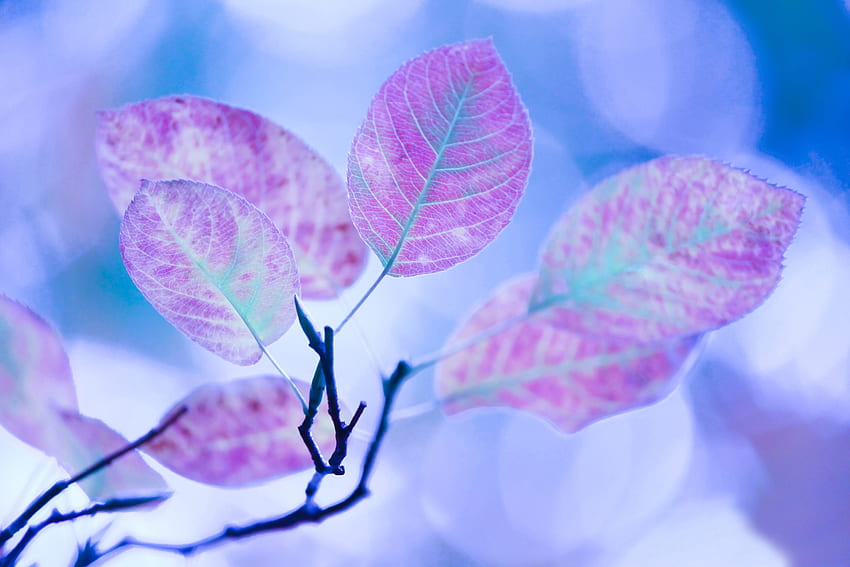 Foglie, pianta, macro, luce, ramo, colore chiaro Sfondo HD