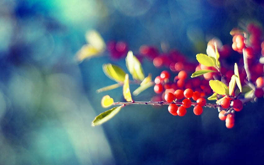 Blätter, Beeren, Makro, Blendung, Zweig HD-Hintergrundbild