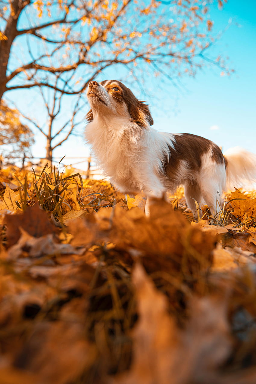 Animals, Autumn, Leaves, Fluffy, Dog, Pet HD phone wallpaper