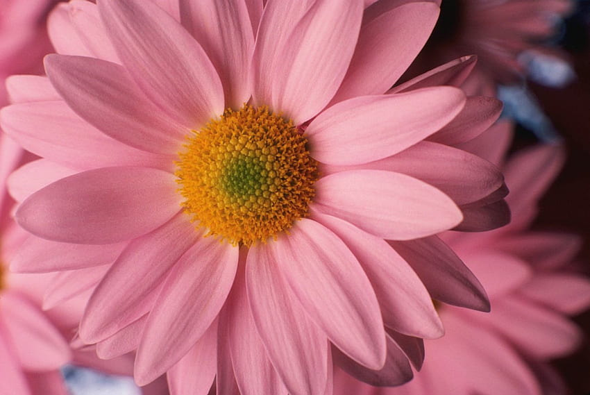 Fresh Pink Daisy, fresh, beauty, close up, pink, pretty, daisy, love, yellow, nature, flowers, lovely, forever HD wallpaper