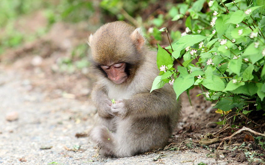 동물, 나뭇잎, 앉다, 원숭이, 작은, 몸집이 작은 HD 월페이퍼