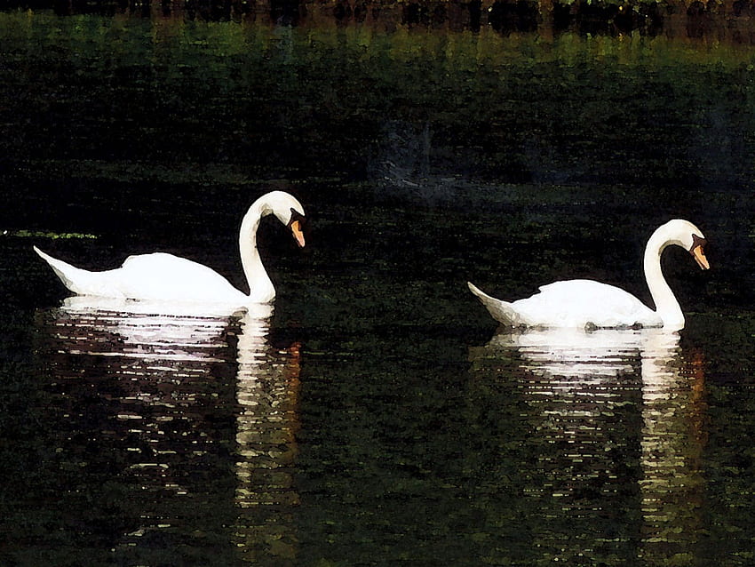Two Swans, swans, swan, birds HD wallpaper