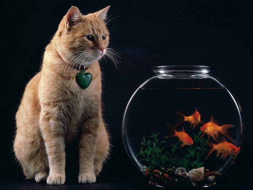 동물, 고양이, 수족관, 물고기 HD 월페이퍼