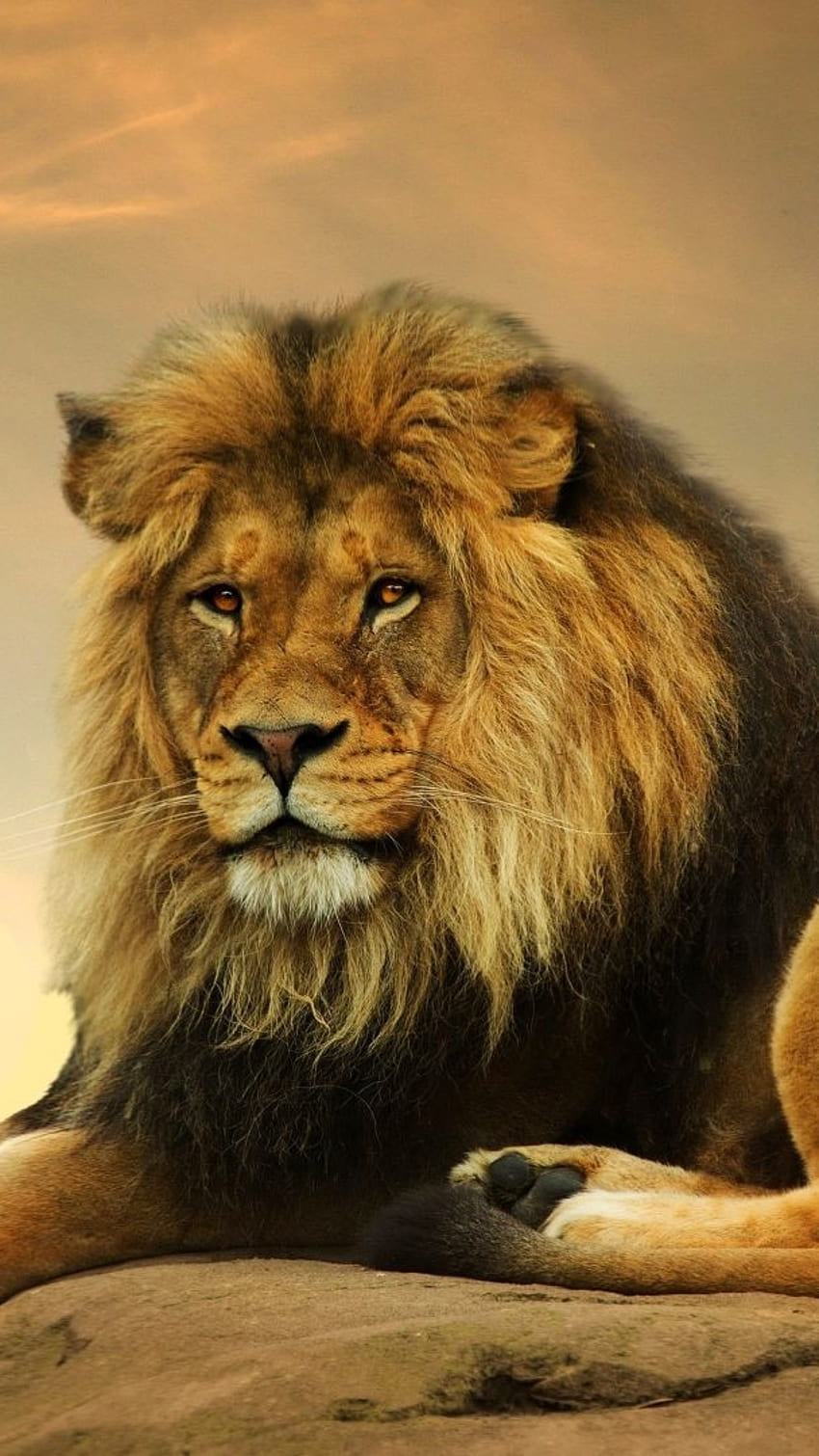危険ライオン, ライオン, 野生動物 HD電話の壁紙
