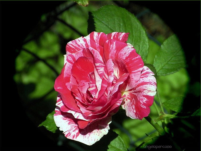 rosa di firenze, fiori, giardino, estate, natura, rosa HD wallpaper