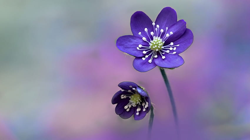 Hermosas flores, púrpura, naturaleza, flores, floración. fondo de pantalla