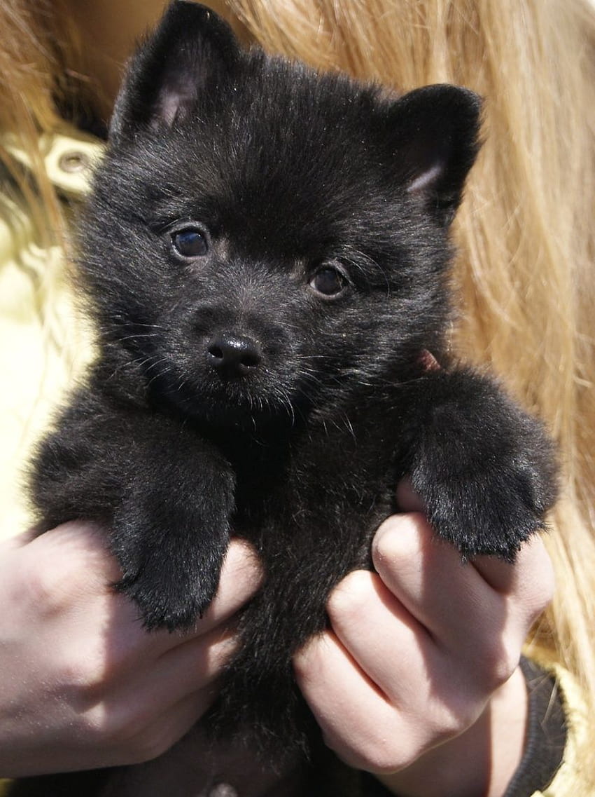 It's a black teddy bear that I just want to snuggle with!! Such a, Schipperke HD phone wallpaper