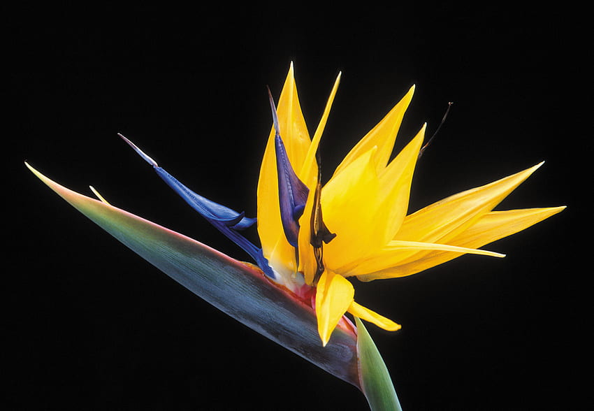 Bunga Burung Cendrawasih, warna-warni, burung cendrawasih, cantik, bunga Wallpaper HD