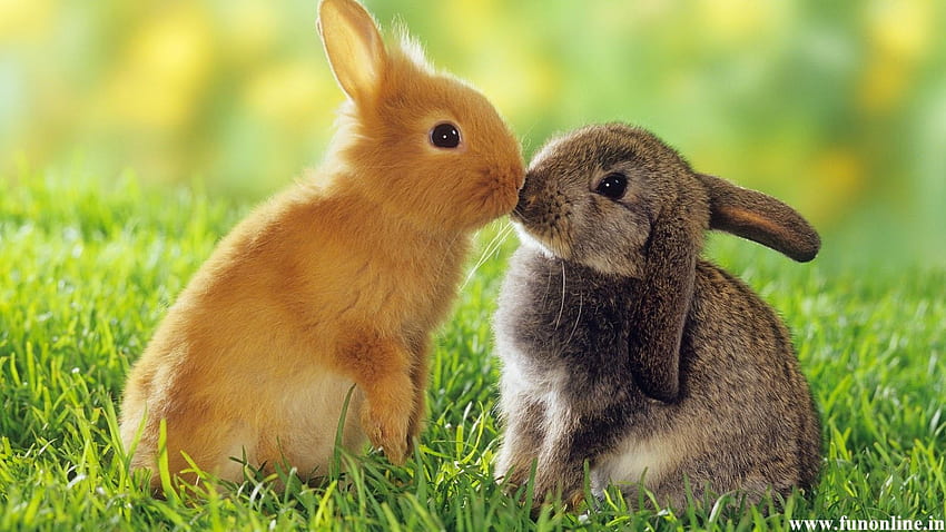 Cute Baby Bunnies HD wallpaper