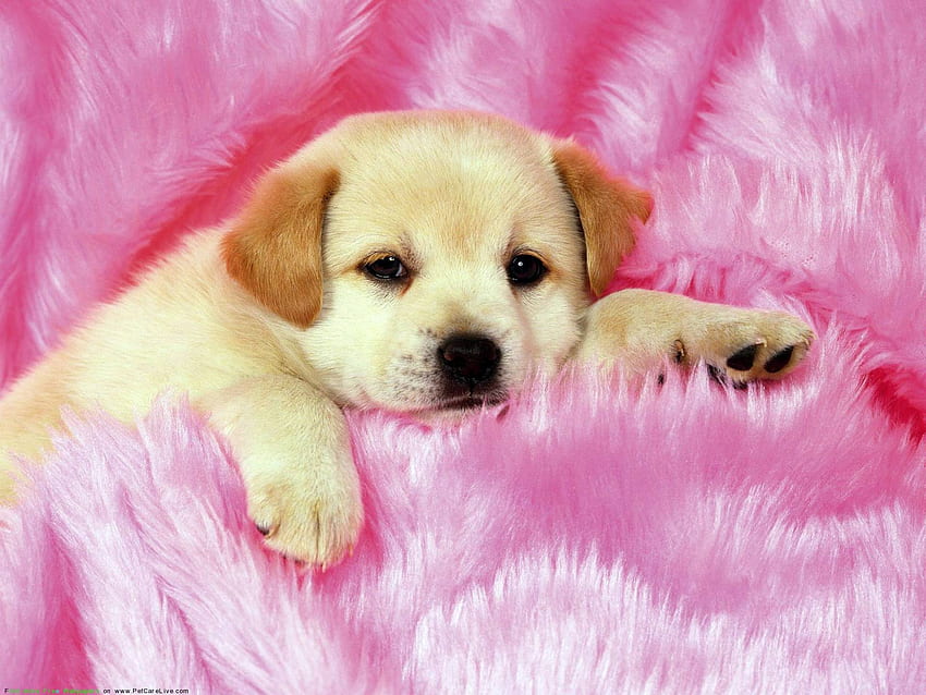 Puppy Background. Cute Puppy, Valentine Puppy HD wallpaper