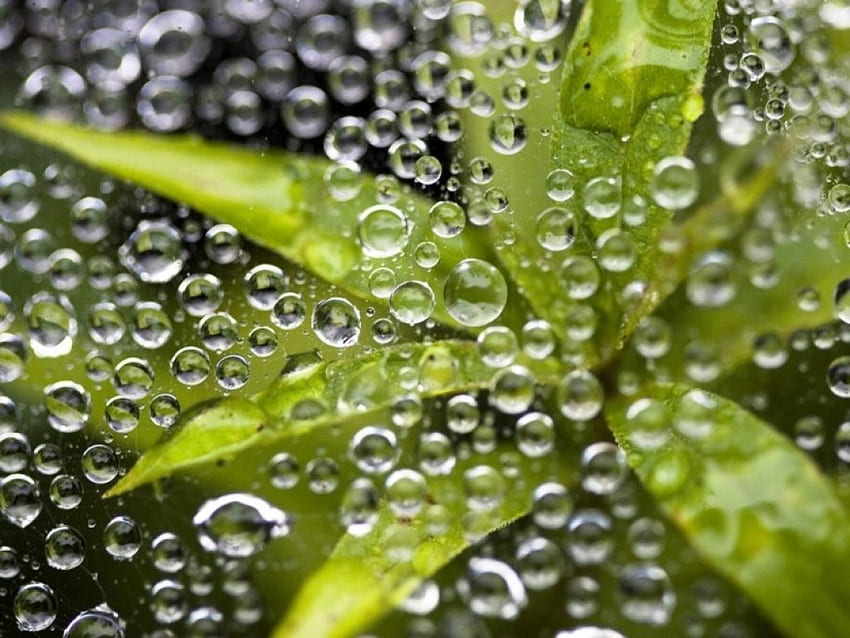 Summer's dew, plant, nature, dew, bubbles, water HD wallpaper