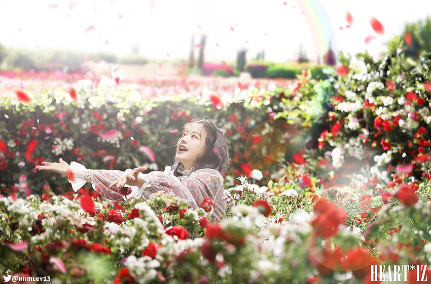 Iz*one - Jang Wonyoung - Menekşe - Menekşe Çiçeği HD duvar kağıdı
