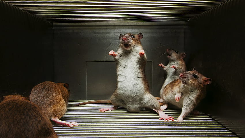 Rato alfa, 2011, rato, 10, roedor, 27 papel de parede HD
