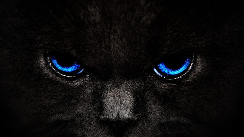 Черна котка, животни, черно, сини очи, котка, , животни HD тапет