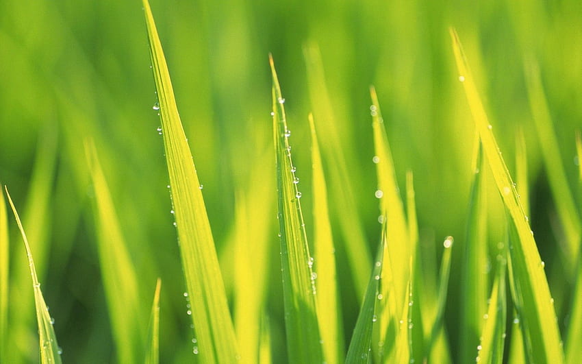 Grass, Summer, Drops, Macro, Morning, Dew HD wallpaper