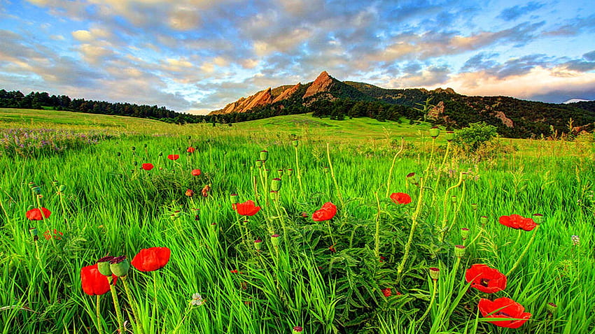 Flatiron Poppies, Colorado, blossoms, field, clouds, landscape, sky, mountains, usa HD wallpaper